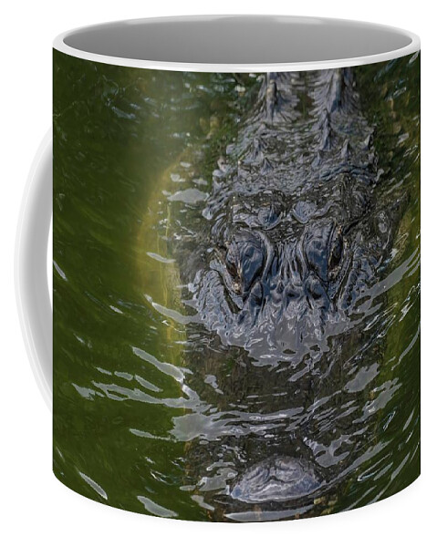 Alligator Coffee Mug featuring the photograph American Alligator by Rebecca Herranen