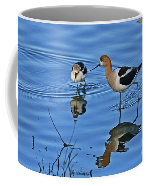American Avocet Coffee Mug featuring the photograph American avocet with Chick by Amazing Action Photo Video