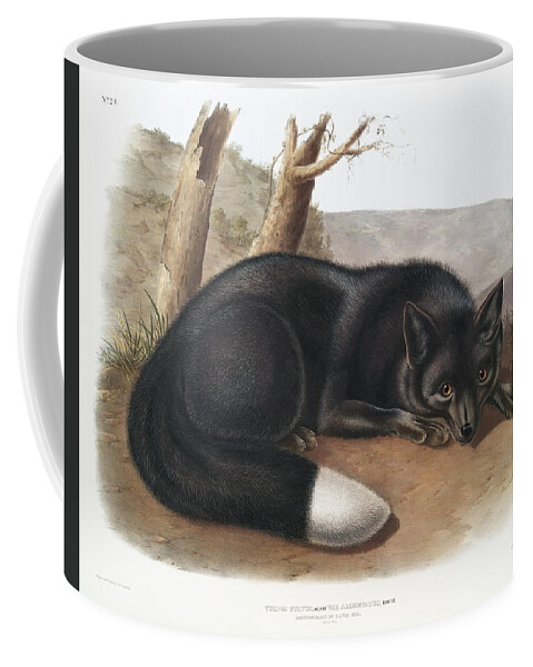America Coffee Mug featuring the mixed media American Black Fox. John Woodhouse Audubon by Beautiful Nature Prints