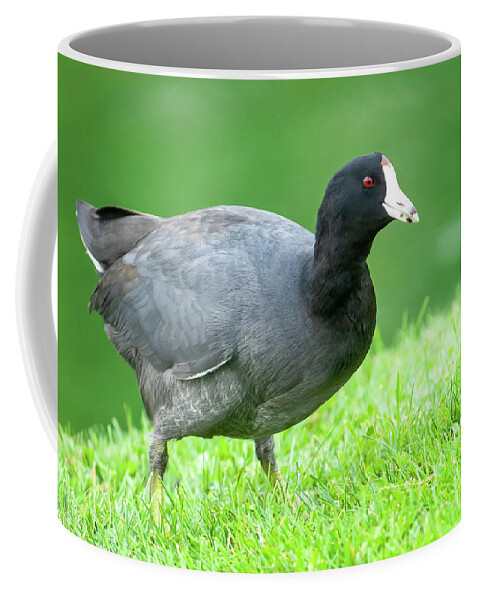 Adult Coffee Mug featuring the photograph American Coot Grazing in the Grass by Jeff Goulden