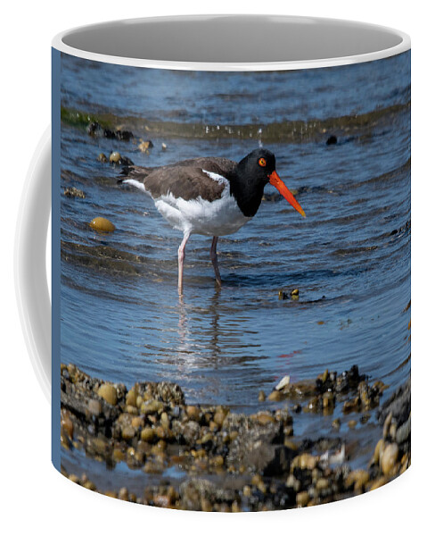 Shore Coffee Mug featuring the photograph American Oystercatcher by Cathy Kovarik