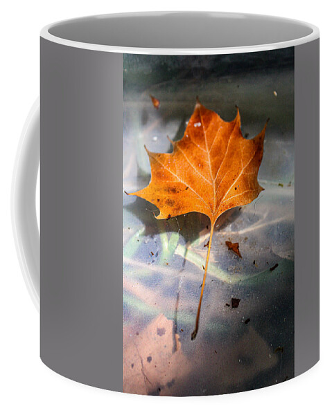 Platanus Occidentalis Coffee Mug featuring the photograph American Sycamore Leaf in Water by W Craig Photography
