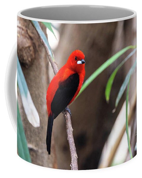 Brazilian Tanager Coffee Mug featuring the photograph An adult male Brazilian tanager, ramphocelus bresilius, perched by Jane Rix