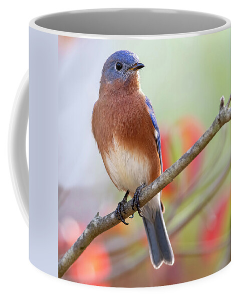 Bluebird Coffee Mug featuring the photograph An Autumn Bluebird by Mary Buck