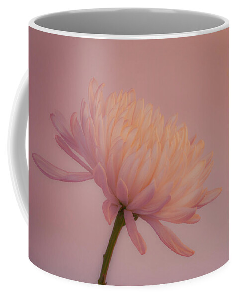 Chrysanthemum Coffee Mug featuring the photograph An Elegant Single Chrysanthemum 2 by Lindsay Thomson