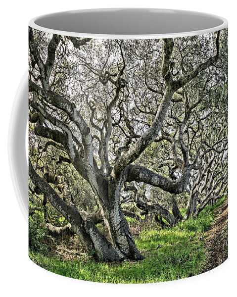 Oaks Coffee Mug featuring the photograph Ancient Oak Trees by Vivian Krug Cotton