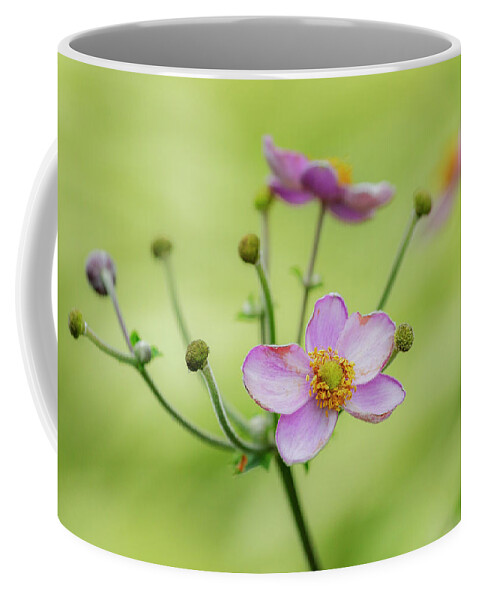 Anemone Flower Coffee Mug featuring the photograph Anemone Flowers II by Cate Franklyn