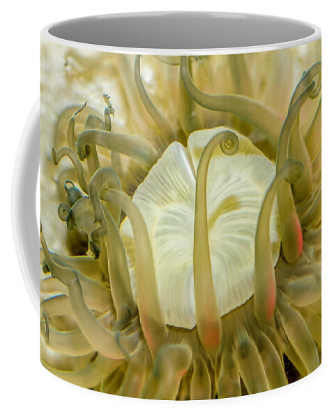Anemone Coffee Mug featuring the photograph Sea Anemone with Red by WAZgriffin Digital