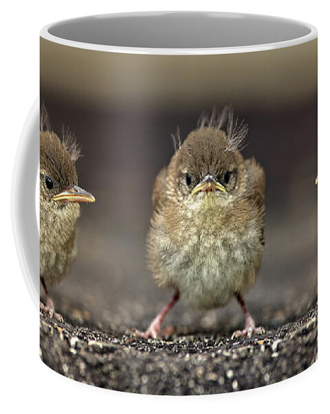 Wren Coffee Mug featuring the photograph Angry Bird Trio - Baby Wren Fledglings by Peter Herman