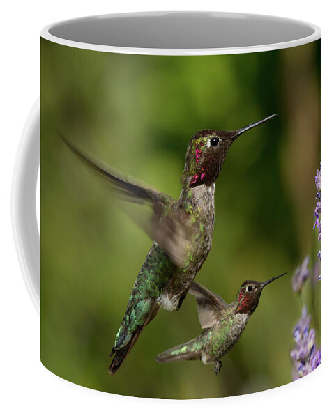 Anna's Hummingbird Coffee Mug featuring the photograph Anna's Hummingbirds in Flight by Kathleen Bishop