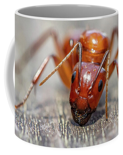 Ant Coffee Mug featuring the photograph Ant by Anna Rumiantseva
