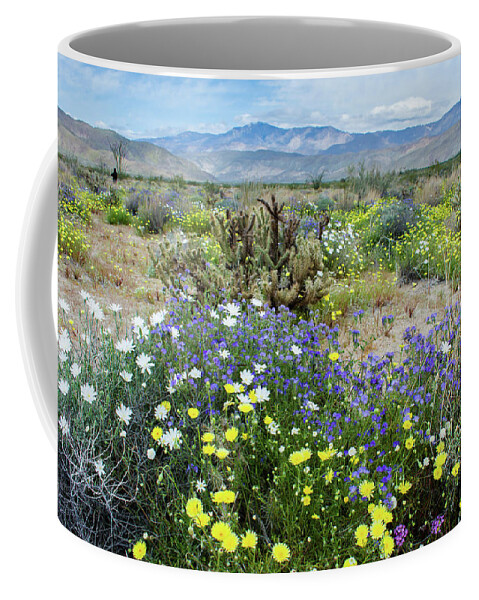 Desert Chicory Coffee Mug featuring the photograph Anza Borrego Desert State Park Bloom by Kyle Hanson