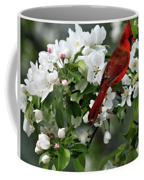 Northern Red Cardinal Coffee Mug featuring the photograph Apple Blossoms and Northern Red Cardinal by Sandra Huston