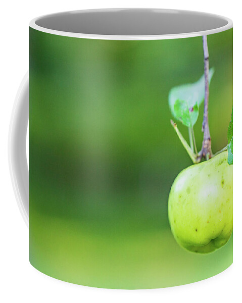 Nature Coffee Mug featuring the photograph Apple Tree Fall 2020 2 by Amelia Pearn