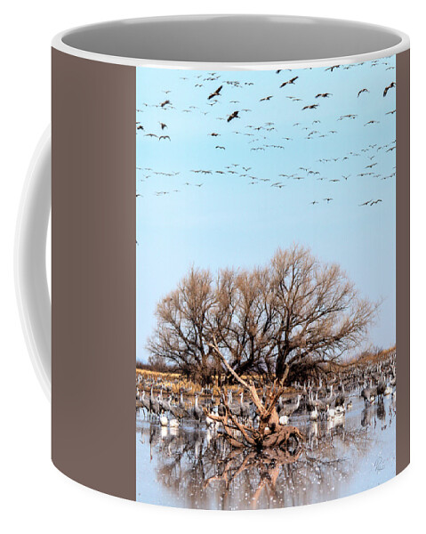 Wildlife Coffee Mug featuring the photograph Arrival at Whitewater Draw by Robert Harris