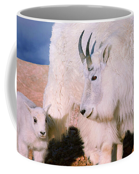 Olena Art Coffee Mug featuring the photograph Above The Clouds. Mother and Kid - A young Rocky Mountain Goat stands inquisitively next to its Mom. by OLena Art