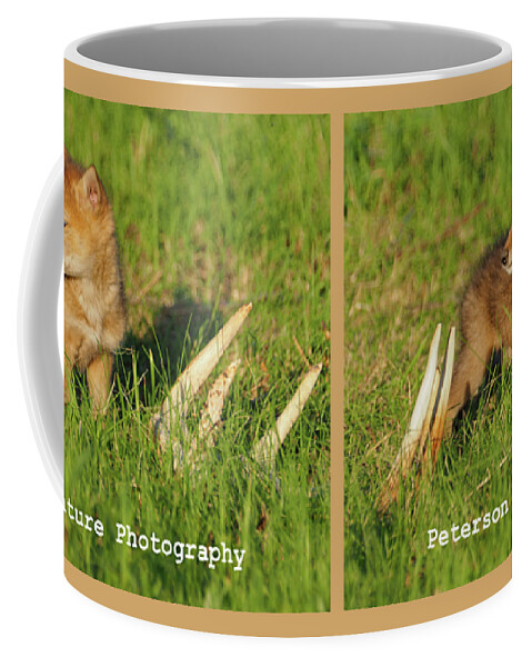 Coyote Coyotes Pup Pups Puppies Dog Dogs Wild Cute Cuties Cutie Baby Animal Animals Wildlife Critters Antlers Antler Sheds Shed Hunting Predator Predators Spring Springtime Beautiful Minnesota Cyrus Whitetail Whitetails Deer Prairie Coffee Mug featuring the photograph Coyote Pup and Antlers by James Peterson