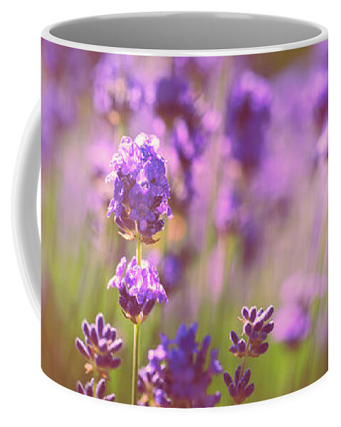 Lavender Coffee Mug featuring the photograph Sunny lavender by Delphimages Photo Creations