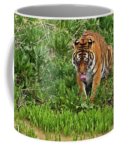 Nature Coffee Mug featuring the photograph Tiger Taking A Drink #4 by Loren Gilbert