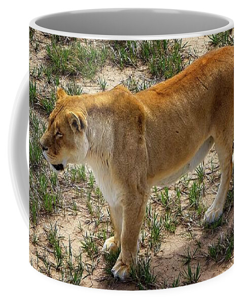 Nature Coffee Mug featuring the photograph A Lioness On The Prowl #1 by Loren Gilbert