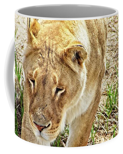 Nature Coffee Mug featuring the photograph A Lioness On The Prowl #2. by Loren Gilbert