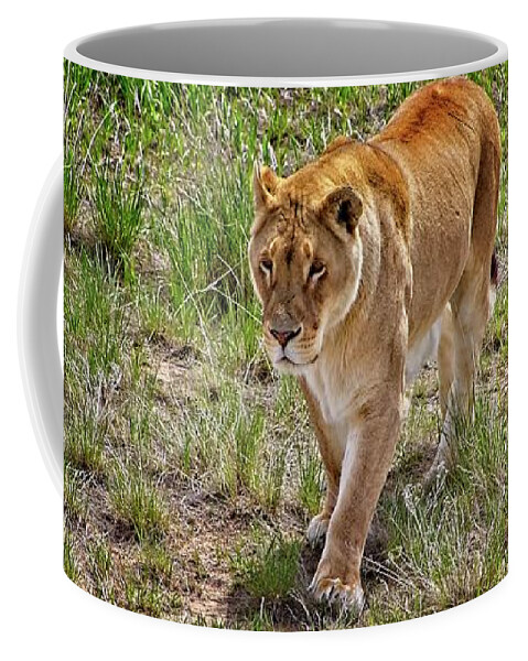 Nature Coffee Mug featuring the photograph Lioness On The Prowl #3 by Loren Gilbert