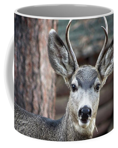 Rack Coffee Mug featuring the photograph A Curious Deer by Loren Gilbert