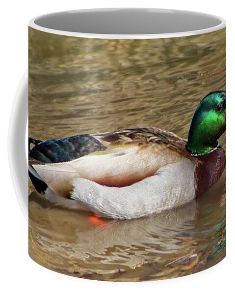 Animal Coffee Mug featuring the photograph A Mallard taking a Slow Swim by Loren Gilbert