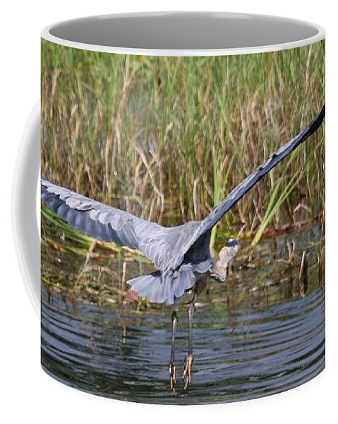 Flying Great Blue Heron Coffee Mug featuring the photograph Flying Great Blue Heron by Philip And Robbie Bracco