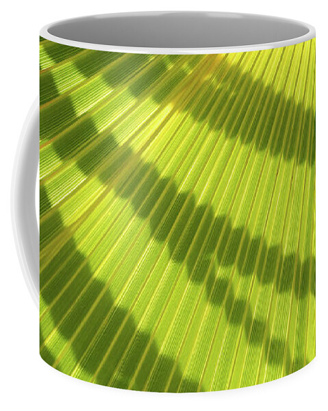 Palm Leaf Coffee Mug featuring the photograph Green palm leaf and shadows 1 by Adriana Mueller