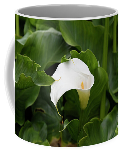 Zantedeschia Aethiopica Coffee Mug featuring the photograph Arum Lily in Summer by Tim Gainey