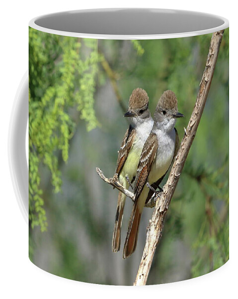 Birds Coffee Mug featuring the photograph Ash-throated Flycatchers by Steve Wolfe