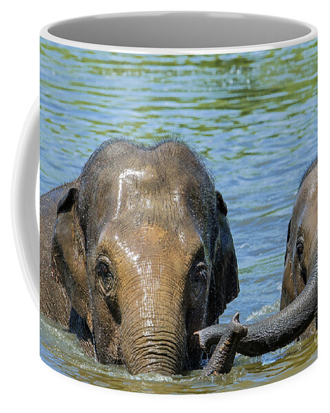 Asian Elephant Coffee Mug featuring the photograph Asian Elephant Mother with Calf in Lake by Arterra Picture Library