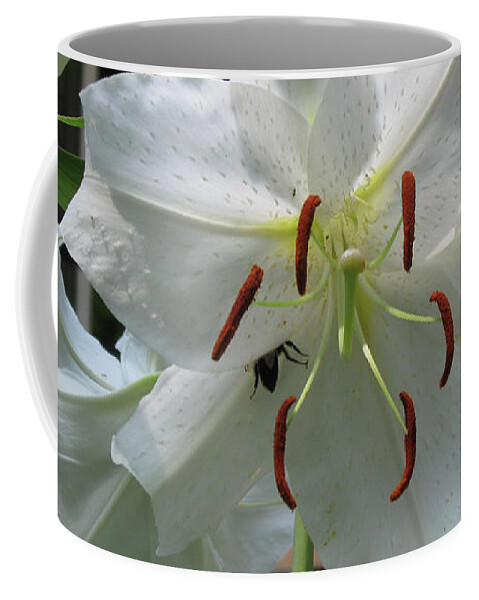 Plant Coffee Mug featuring the photograph Hide and Seek... Bee in Casa Blanca White Lily in Raleigh, NC by Catherine Ludwig Donleycott
