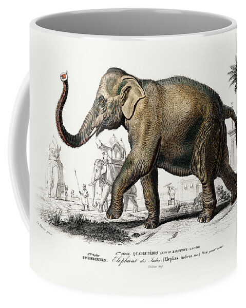 Charles Dessalines D' Orbigny Coffee Mug featuring the mixed media Asiatic Elephant by World Art Collective