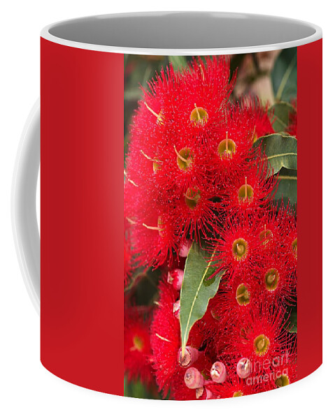 Corymbia Ficifolia Coffee Mug featuring the photograph Australian Red Eucalyptus Flowers by Joy Watson