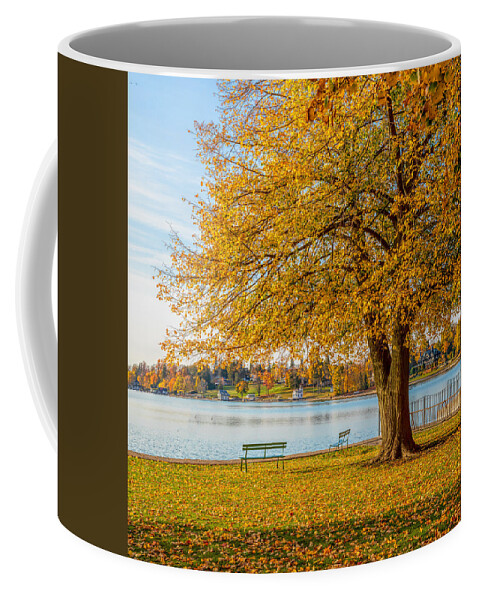 Autumn Coffee Mug featuring the photograph Autumn Beech by Rod Best