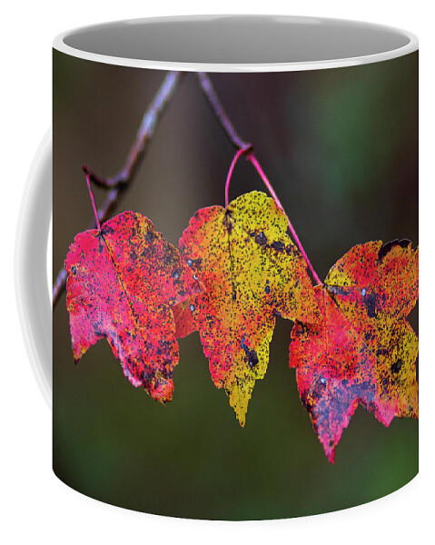Autumn Coffee Mug featuring the photograph Autumn Colored Leaf Trio in the Croatan by Bob Decker