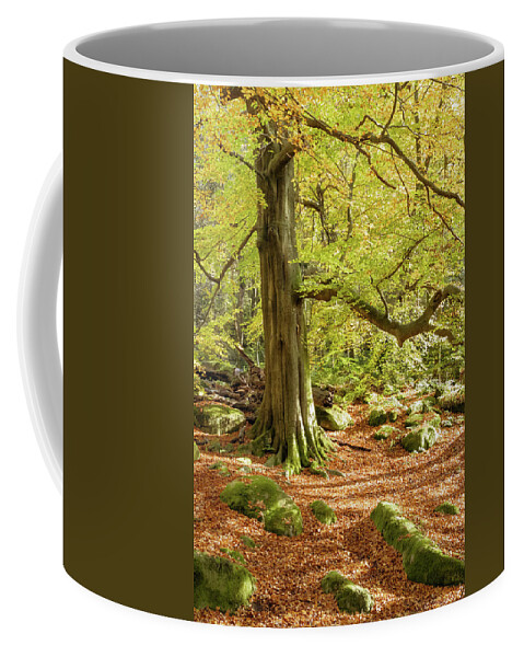 Autumn Coffee Mug featuring the photograph Autumn colours in Derbyshire by Sue Leonard