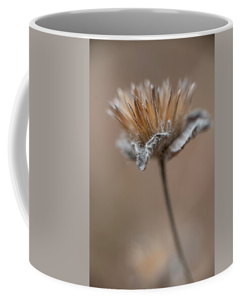 Autumn Coffee Mug featuring the photograph Autumn Dried Flower by Karen Rispin