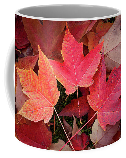 Nature Coffee Mug featuring the digital art Autumn / Fall leaves Painting by Rick Deacon