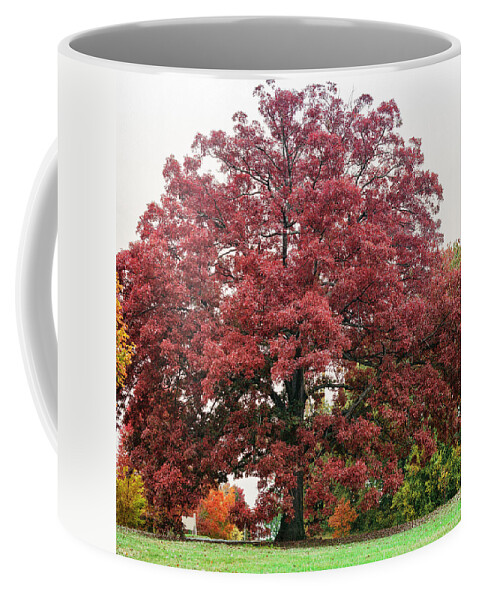 Washington D.c. Coffee Mug featuring the photograph Autumn In DC 10 by Robert Fawcett
