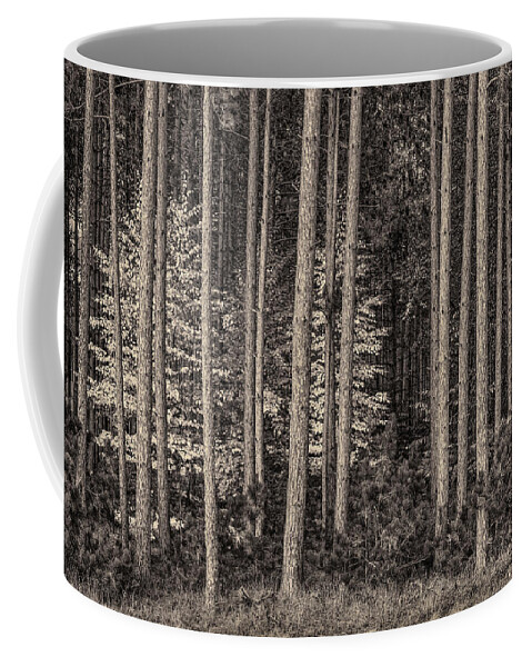 Black And White Coffee Mug featuring the photograph Autumn in the Pine Trees by Greg Nyquist