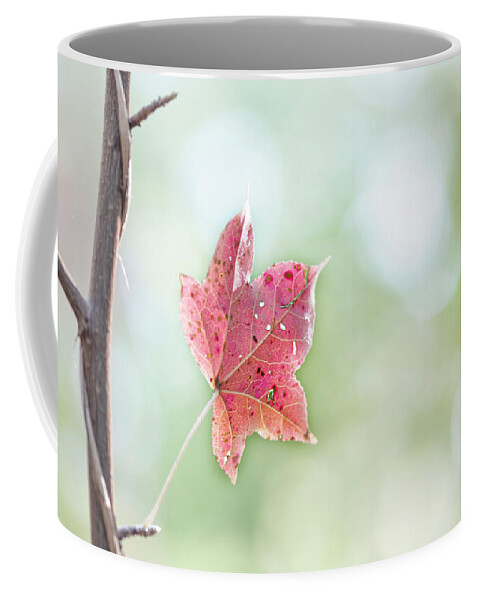 Fall Coffee Mug featuring the photograph Autumn Leaf by Karen Rispin