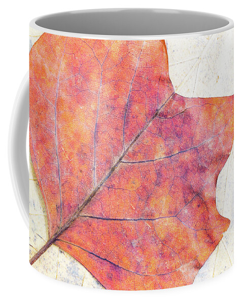 Autumn Coffee Mug featuring the photograph Autumn leaves composition by Viktor Wallon-Hars
