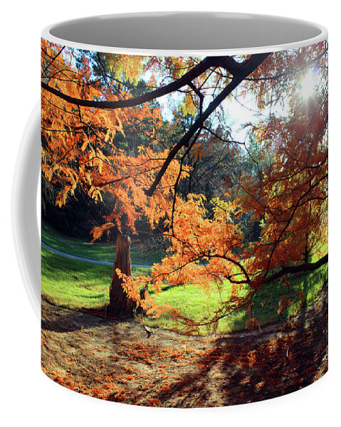 Autumn Coffee Mug featuring the photograph Autumn Light by Carolyn Stagger Cokley