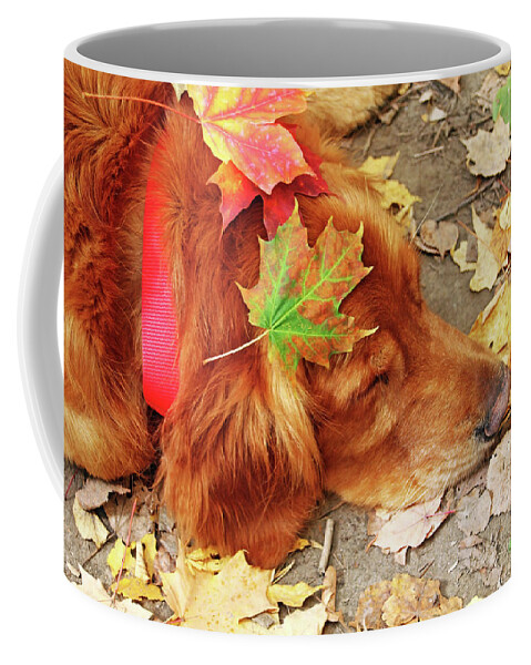 Retriever Coffee Mug featuring the photograph Autumn Snooze by Debbie Oppermann