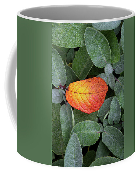 Autumnal Coffee Mug featuring the photograph Autumnal leaf in a sage bush by Bernhard Schaffer