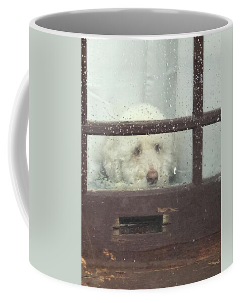 Dog Coffee Mug featuring the photograph May I Come Out To Play? by Calvin Boyer