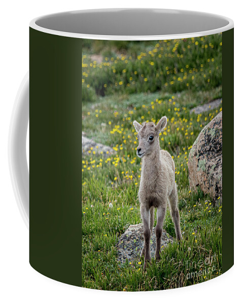 Bighorn Sheep Coffee Mug featuring the photograph Baby Bighorn Sheep on Mount Evans Colorado by Steven Krull